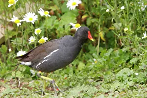 Moorhens: Common Moorhen