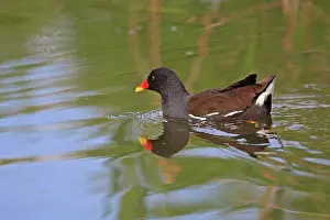 Moorhens: Common Moorhen