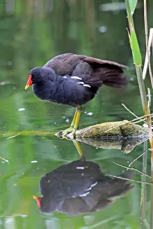 Moorhens: Common Moorhen