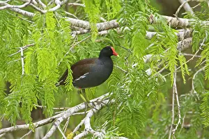 Chloropus: Common Moorhen