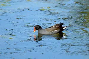 Chloropus: Common Moorhen
