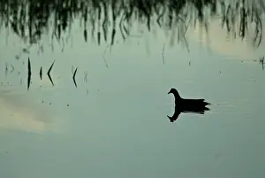 Chloropus: Common Moorhen