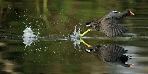 Chloropus: Common Moorhen