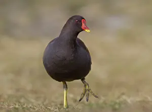 Chloropus: Common Moorhen