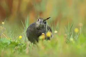 Chloropus: Common Moorhen