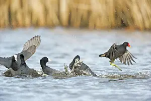 Atra: Common Moorhen