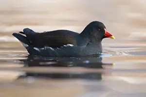 Chloropus: Common Moorhen
