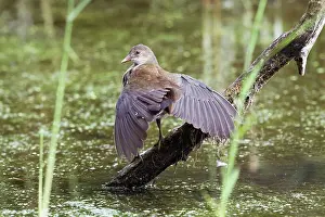 Chloropus: Common Moorhen