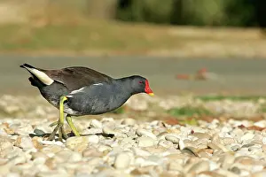 Moorhens: Common moorhen - adult