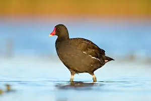 Moorhens: Common Moorhen - Adult in shallow water
