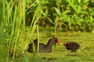 Moorhens: Common Moorhen - adult with young