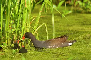 Moorhens: Common Moorhen - adult with young