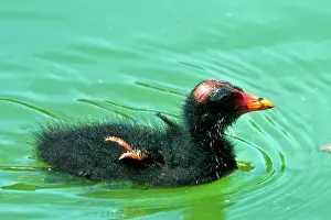 Moorhen: Common Moorhen Chick