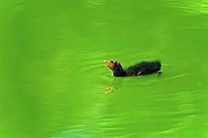 Moorhen: Common Moorhen Chick