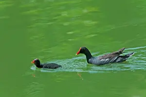 Moorhen: Common Moorhen with Chick