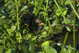 Chloropus: Common Moorhen Chick