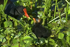 Chloropus: Common Moorhen Chick