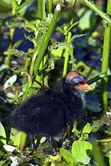 Chloropus: Common Moorhen Chick