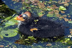 Moorhen: Common Moorhen Chick