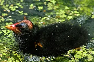 Chloropus: Common Moorhen chick