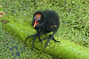 Chloropus: Common Moorhen chick