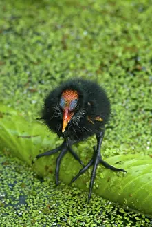 Chloropus: Common Moorhen chick