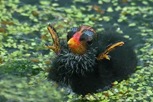 Chloropus: Common Moorhen chick