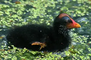 Chloropus: Common Moorhen chick