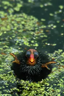 Chloropus: Common Moorhen chick
