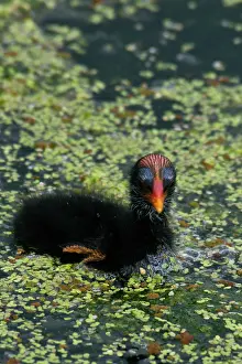 Chloropus: Common Moorhen chick