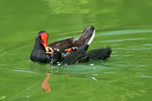 Moorhen: Common Moorhen with Chicks