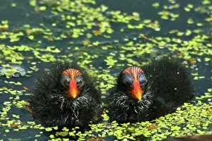 Chloropus: Common Moorhen chicks