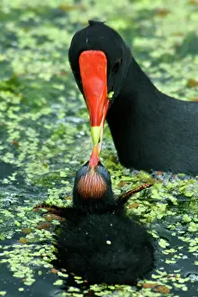 Chloropus: Common Moorhen feeding chick