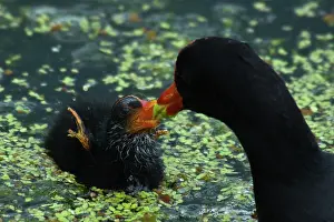 Chloropus: Common Moorhen feeding chick