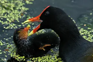 Chloropus: Common Moorhen feeding chick