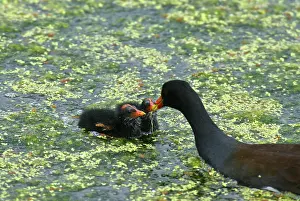 Chloropus: Common Moorhen feeding chicks