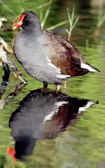 Chloropus: Common Moorhen (Gallinula chloropus)