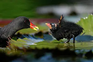 Chloropus: Common moorhen (Gallinula chloropus ), young animal