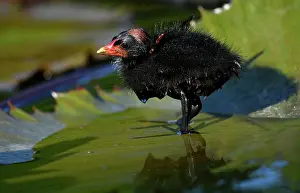 Chloropus: Common moorhen (Gallinula chloropus ), young animal