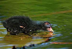 Chloropus: Common moorhen (Gallinula chloropus ), young animal