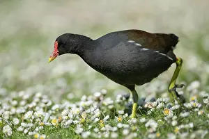 Rail: Common moorhen (Gallinula chloropus) adult bird