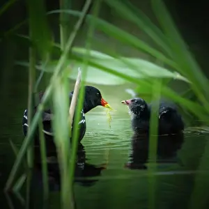 Chloropus: Common moorhen (Gallinula chloropus) with chicks