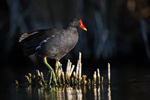 Chloropus: Common Moorhen (Gallinula chloropus), Ciudad real