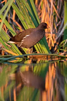 Chloropus: Common Moorhen (Gallinula chloropus), Ciudad real