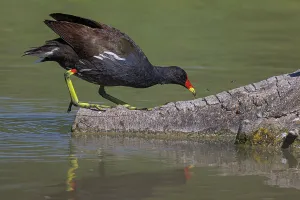 Brais Seara Fernandez: Common moorhen (gallinula chloropus) ~ eating a spider over trunk on lake ~ Camargue