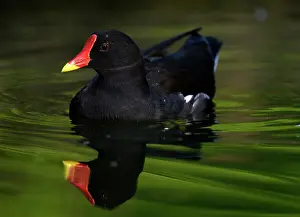 Floats: Common moorhen (Gallinula chloropus), floats in