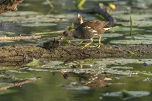 Rail: A common moorhen (Gallinula chloropus) provides food for its two-week-old young owl