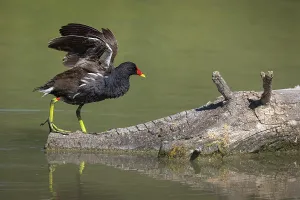 Brais Seara Fernandez: Common moorhen (gallinula chloropus) ~ walking over trunk on lake ~ Camargue