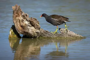 Brais Seara Fernandez: Common moorhen (gallinula chloropus) ~ walking over trunk on lake ~ Camargue