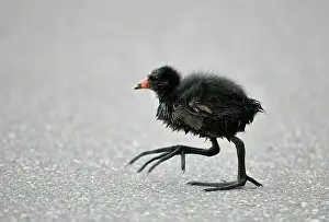 Chloropus: Common moorhen (Gallinula chloropus), young animal